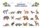 Temperate forest animals and living nature species outline collection set.