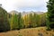 Temperate forest of Swiss National Park