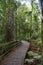 Temperate rain forest with Fern trees, New Zealand rainforest,