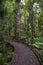 Temperate rain forest with Fern trees, New Zealand rainforest,