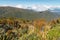 Temperate rainforest in Paparoa National Park, South Island, New Zealand