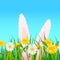 Template banner Easter eggs Ears of an easter Bunny sticking out dandelions and daisies, grass, green nature background