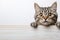 template of cute young tabby cat peeking out white wooden plank against a white background