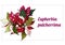 Template for text, label with red poinsettia flowers. Vector illustration for signatures, business cards and design. Christmas