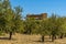 The Temple of Concordia in the ancient Sicilian city of Agrigento viewed from an Olive grove