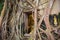 Temple covered with Banyan Tree roots at Wat Bang Kung temple, Samut Songkhram