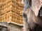 Temple Elephant, Nanjangud.