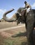 Temple Elephant - Thanjavur - India
