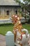 Temple guardian at Wat Duang Dee, Chiang Mai, Thailand