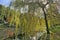 Temple Newsam Park lake - Weeping Willow