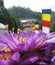 Temple of tooth, srilanka, kandy, louts flower