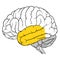 Temporal lobe of human brain anatomy side view flat