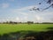 Temporary accommodation for farmers among the green rice fields