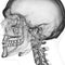 The temporomandibular joint