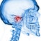 The temporomandibular joint