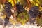 Tempranillo Grapes, Rioja Region, Spain