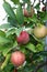 Tempting image of bright red apples on healthy branches ready to pick and eat for an afternoon snack