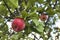 Tempting Red Apples on the apple tree. Apples close-up