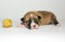 Ten days old excellent puppies of the Welsh Corgi Pembroke is isolated on a white background