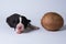 Ten days old excellent puppies of the Welsh Corgi Pembroke is isolated on a white background