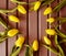 Ten fresh yellow tulip laid out as frame,circle on striped wooden boards background,slats,painted brown paint.Copy space