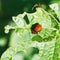 Ten-lined potato beetle larva eating potatoes