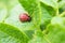 A ten-lined potato beetle larva sits on a leaf of plant. Close-up. Bright illustration on the topic of protecting potatoes from