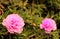 Ten o`clock flowers-Portulaca grandiflora- eleven o`clock flowers