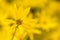 Ten-Petal Sunflower