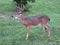 Ten Point Buck Whitetail Deer Feeding on the Apples