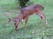 Ten Point Buck Whitetail Deer Feeding on the Grass