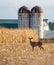 Ten point white tailed deer buck standing in a farmers cornfield in November