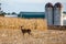 Ten point white tailed deer buck standing in a farmers cornfield in Wisconsin