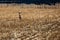 Ten point white tailed deer buck standing in a farmers ginseng and cornfield in Wisconsin