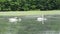 Ten Trumpeter Swans Feeding on a Pond