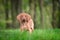 Ten week old puppy of vizsla dog in the forrest in spring time