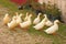 ten white ducks waddling in Vermont yard