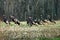 Ten Wild Turkeys