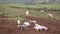 Ten young baby piglets playing and jumping with three sows in a field and moving towards the camera