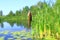 Tench caught on fishing-rod. Fishing. Fish caught on cane and pond background