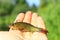Tench caught on fishing-rod laying on human palm. Fishing concept