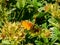 Tende - Butterfly on blooming spring meadow of alpine flowers along hiking trail in Valley of Marble and Fontanalba