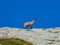 Tende - Wild mountain goat (alpine chamois) in Valley of Marble (VallŽe des merveilles) in the Mercantour National Park