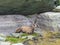 Tende - Wild mountain goat (alpine chamois) in Valley of Marble (VallŽe des merveilles) in the Mercantour National Park
