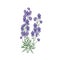 Tender aconite or monkshood flowers and leaves hand drawn on white background. Detailed drawing of flowering herbaceous