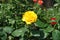Tender amber yellow flower of rose