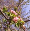 Tender apple tree on a spring day.blooming apple tree branch, pink flowers of apple tree.Spring allergy. Close up.Copy spase.Soft