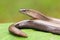 Tender blindworm Anguis fragilis