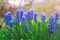 Tender blue muscari flowers Holland, spring concept