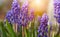 Tender blue muscari flowers Holland, spring concept